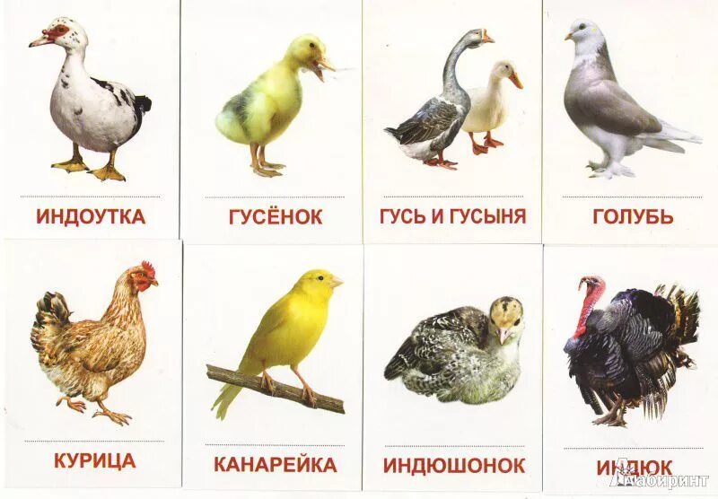Домашние птицы. Домашние птицы для малышей. Индюк индюшка индюшонок домашние птицы. Иллюстрации домашние птицы. Карточки.