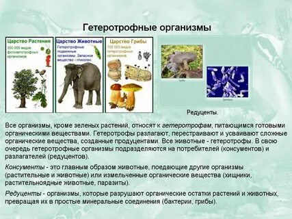Гетеротрофные организмы редуценты