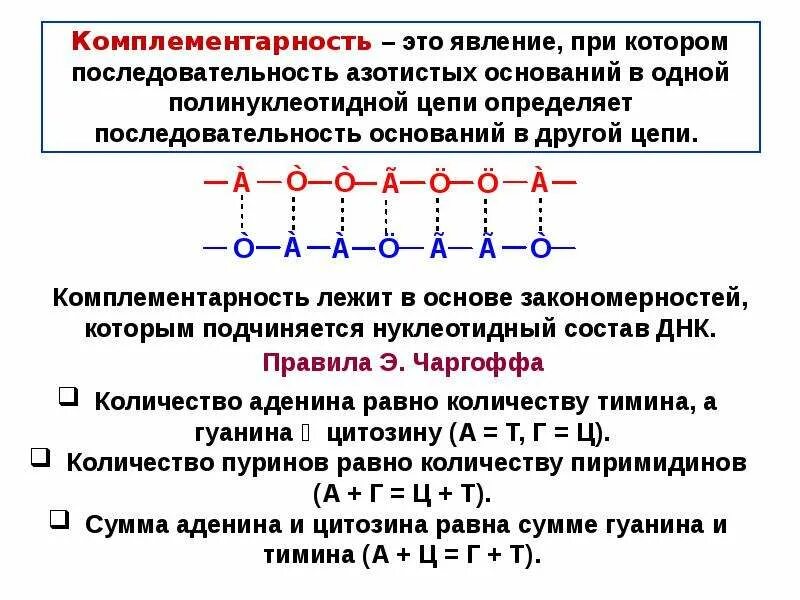 Что такое комплементарность в расположении нуклеотидов. Комплементарность нуклеиновых кислот. комплементарность нуклеотидов. комплементарность это явление при. закономерности нуклеотидного состава.