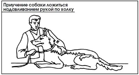 Как научить команде лежать