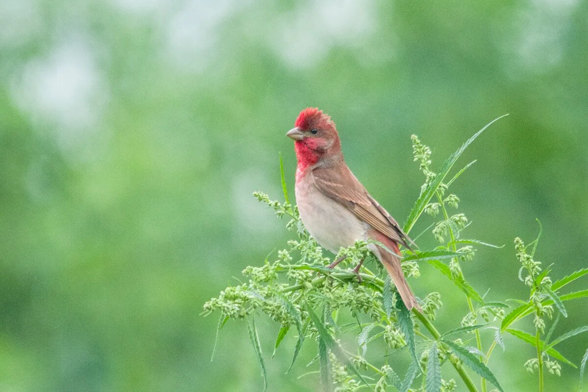 Птичка вить вить какая. Чечевица Carpodacus erythrinus. Чечевица обыкновенная птица. Carpodacus erythrinus. Красношапочная чечевица птица.