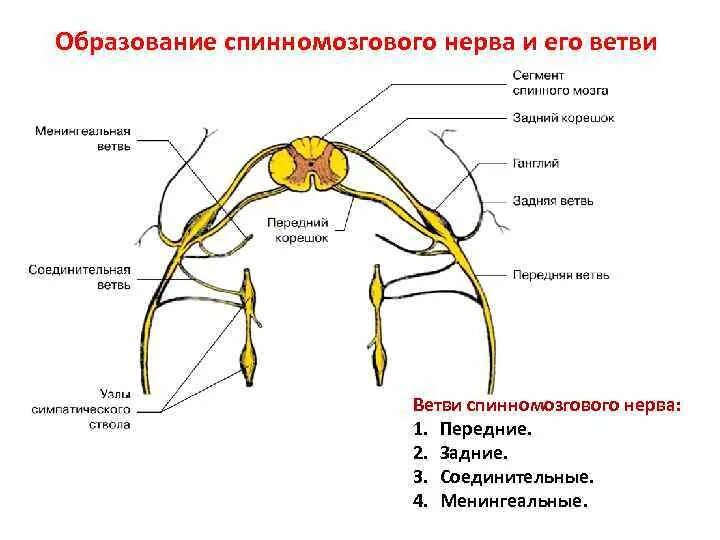 Схема образования сплетений спинномозговых нервов. Образование и ветви спинномозговых нервов. Схема формирования спинномозгового нерва. Строение ветвей спинномозговых нервов.