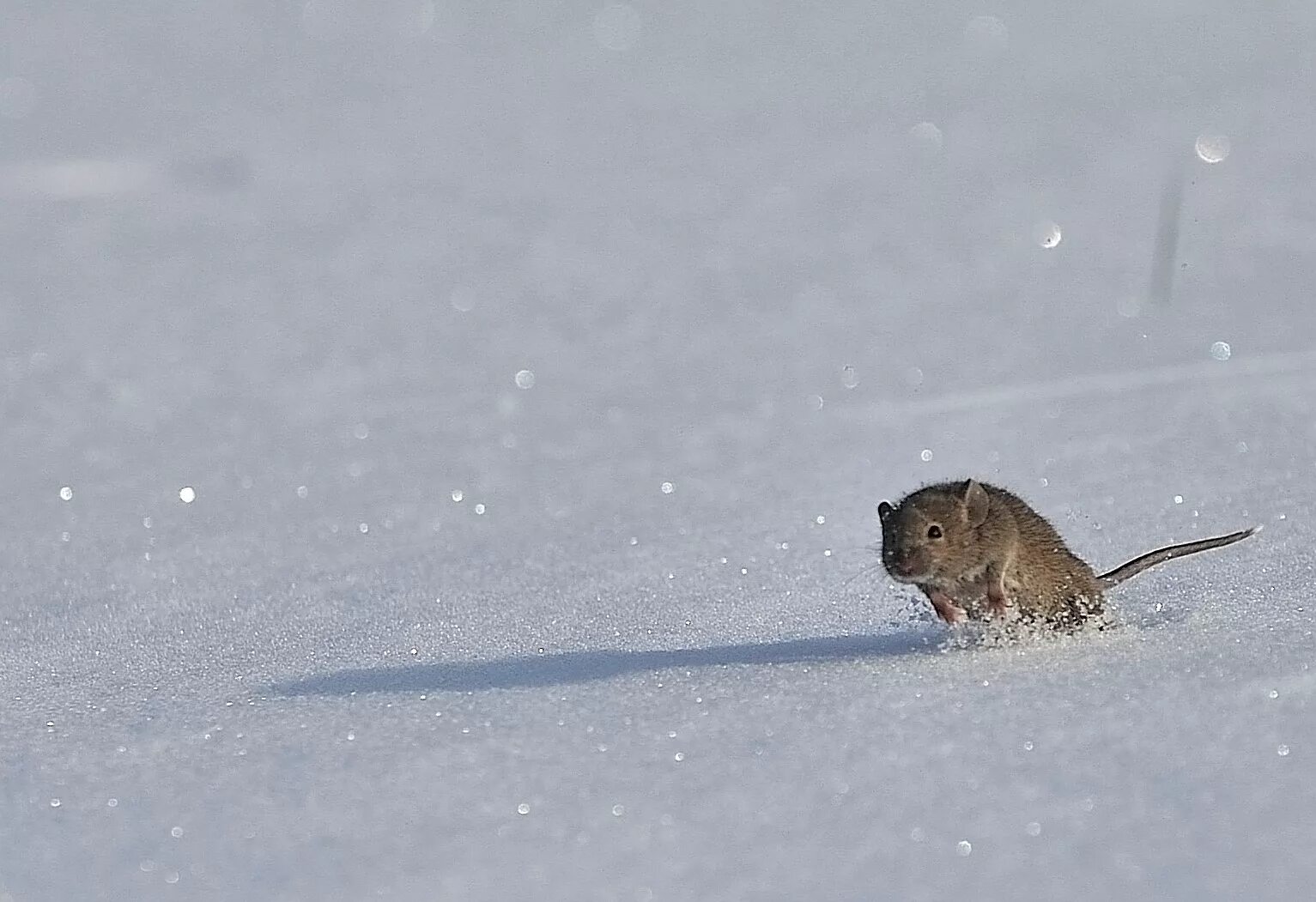 Полевая мышь убегает. Полевка мышь полевка зимой. Следы мыши полевки на снегу. Следы мыши полевки. Мышь полевка следы зимой.
