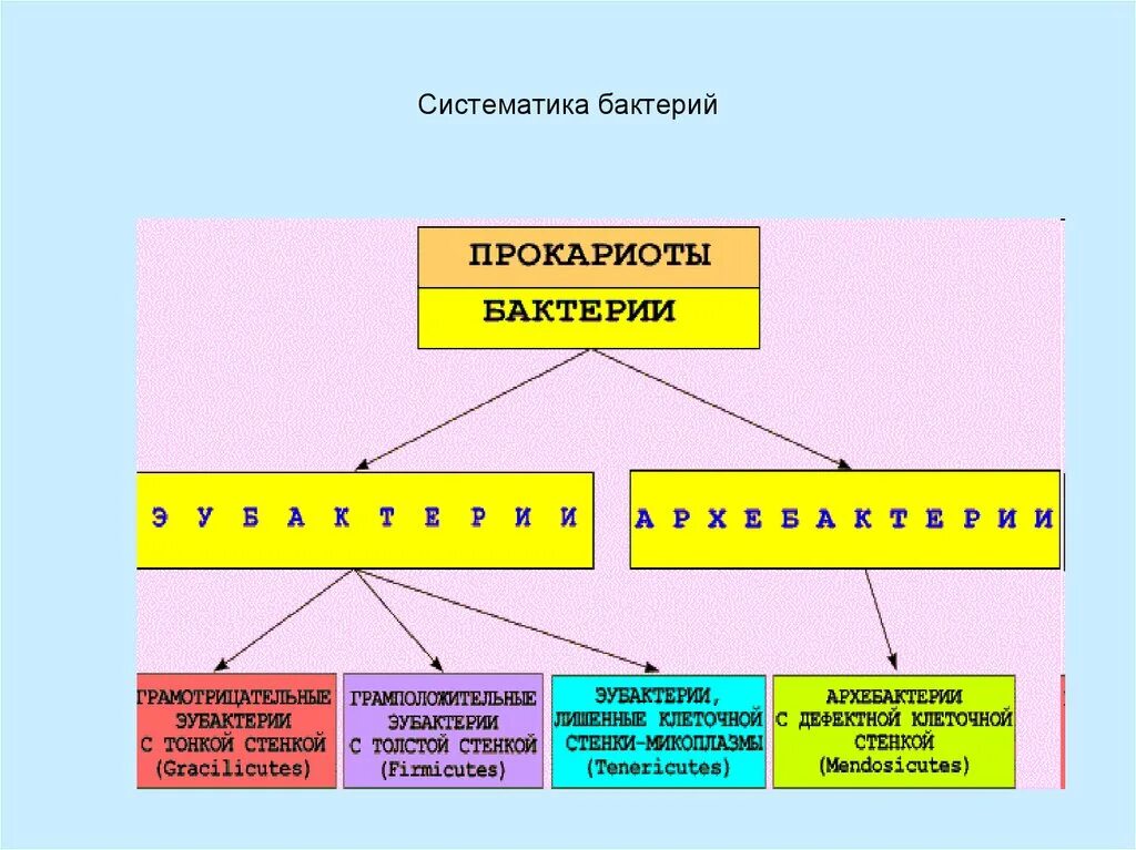 6 групп бактерий. Схема классификация бактерий микробиология. Систематическая классификация бактерий. Царство бактерии классификация схема. Основные систематические группы микроорганизмов микробиология.