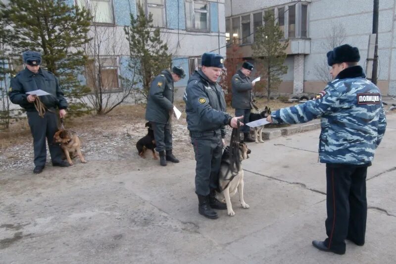 Служебные собаки. Кинологические мероприятия. Кинолог. Отряд специального назначения кинологи. Кинолог архангельск.
