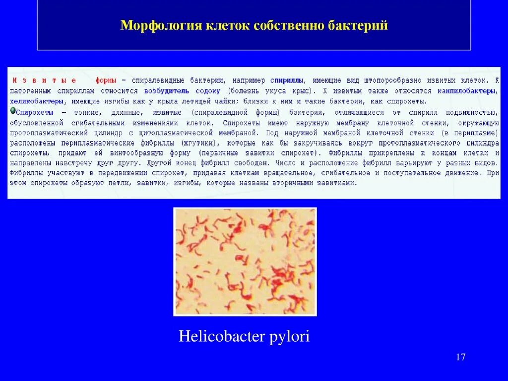 Хеликобактер пилори 1 4. Морфология бактерий хеликобактер пилори. морфология микроорганизмов презентация. морфология клеток собственно бактерии. морфология бактериальной клетки.