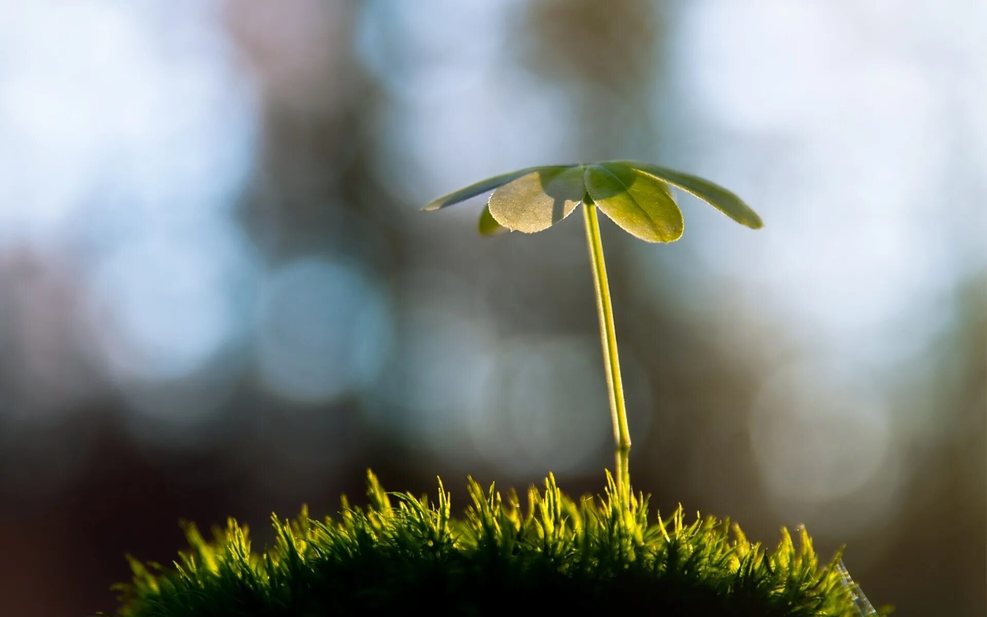 Любишь каждую травинку. Стихи о счастье и любви. Полевые цветы. Красота лета презентация. Любишь каждую травинку.