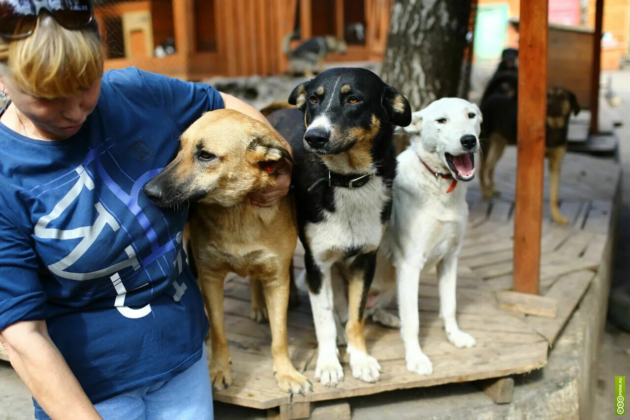 Волонтеры бездомных собак. Бездомные животные. Волонтеры помогают животным. Выставка собак из приюта. Волонтеры бездомных собак.