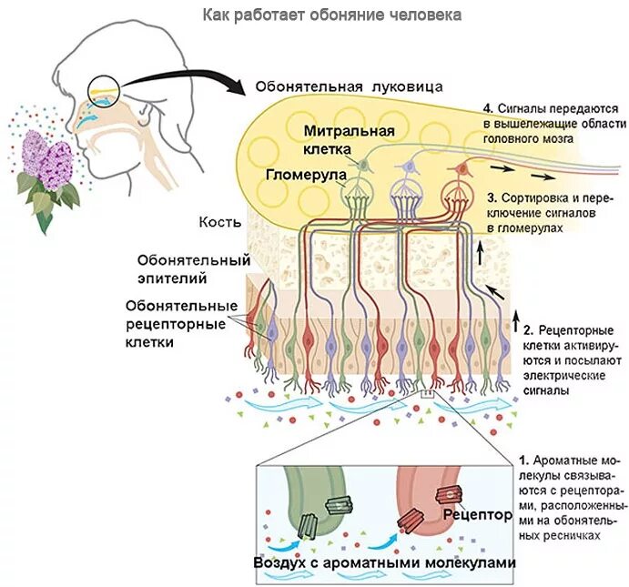 Обоняния после коронавируса. Обонятельные рецепторы рисунок. Рецептор обоняния схема. Вкусовые и обонятельные рецепторы. Препараты восстанавливающие обоняние.