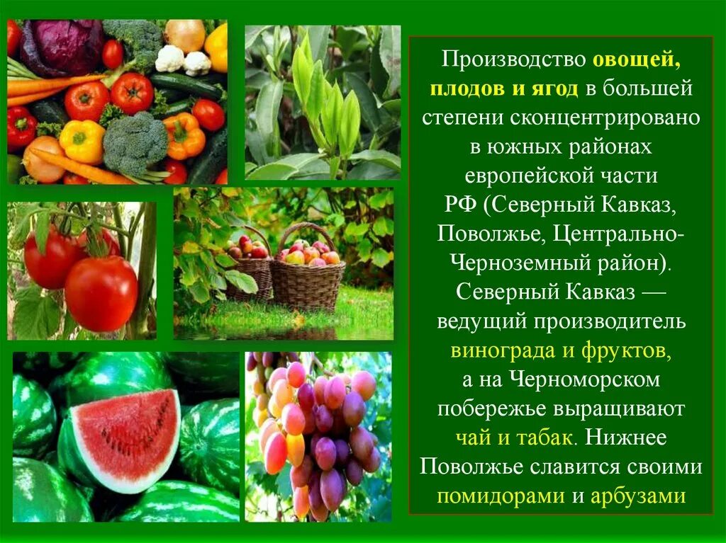 Культурные сельскохозяйственные растения. Плодово ягодные и овощные растения. Плодовые культурные растения. Что такое плодовые, культурные культуры.