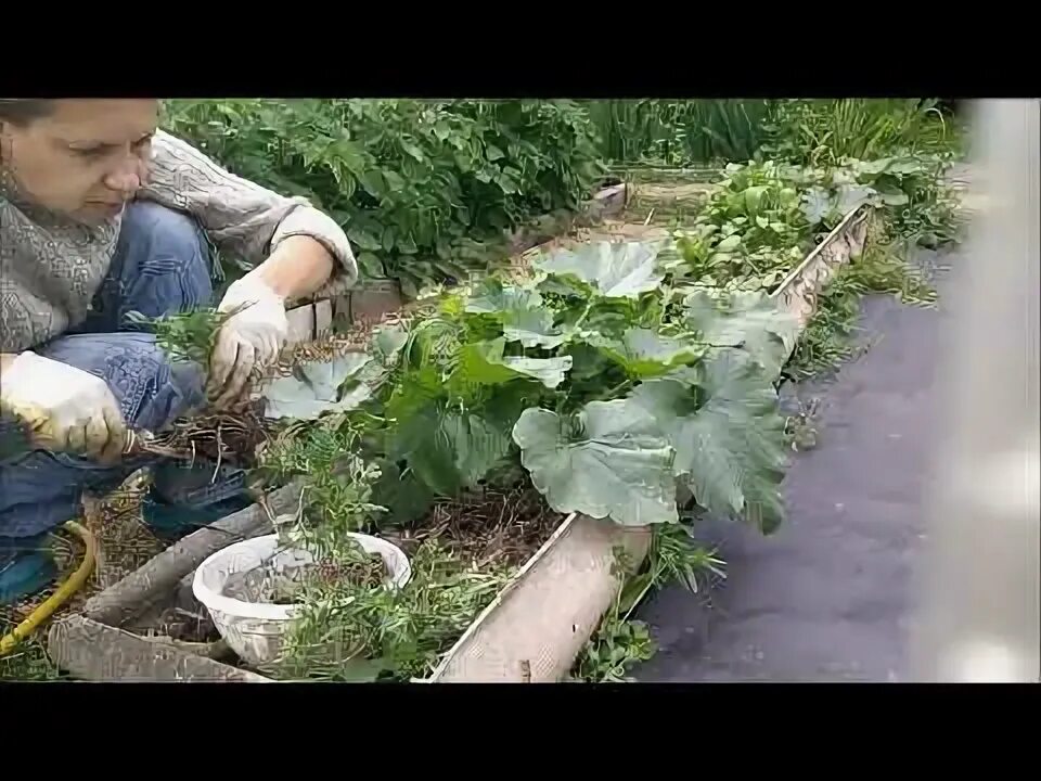 Как часто поливать кабачки в жаркую погоду. Поливать кабачки. подкормка огурцы кабачок. полив кабачков в открытом грунте. огородные дела в июне.