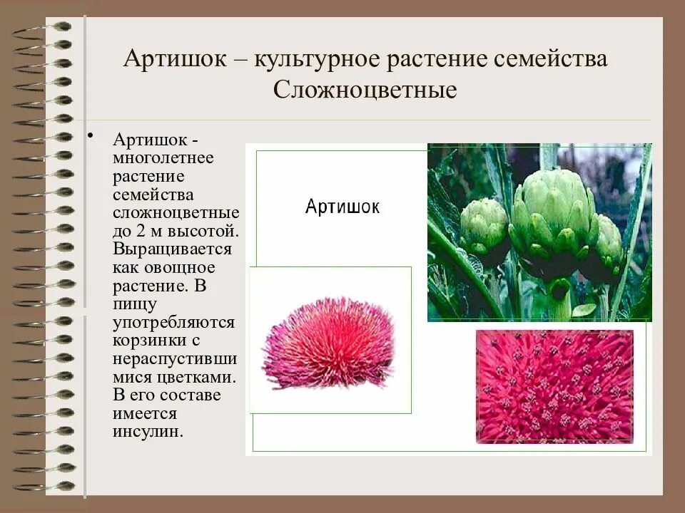 Названия растений семейства сложноцветных. Культурные растения семейства сложноцветных. Сложноцветные представители дикорастущие. Артишок семейство Астровые. Сложноцветные растения список растений.