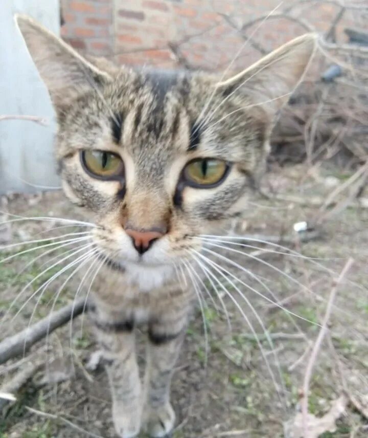 Тонкая кошка. Худая кошка фото. Худая кошка. Тонкая кошка. Порода кошек худая длинная.
