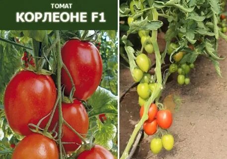 Томат фиделио