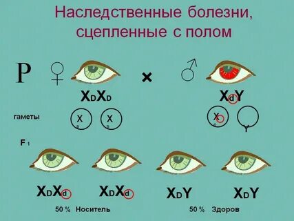 Рецессивные гены глаз
