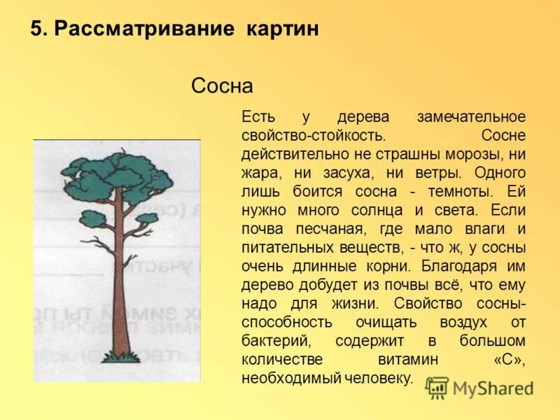 Благодаря дереву свойств. Что символизирует сосна. Две сосны картина. Рассматривание картин деревьев в Севастополе. Каким деревьям нужно много солнечного света.