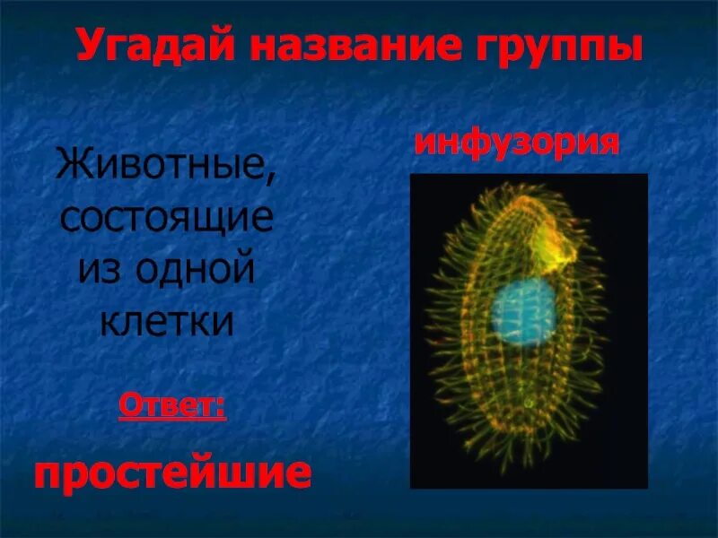 Что состоит из 1 клетки. Организмы из одной клетки. Животные состоят из клеток. Из одной клетки состоят. Животное состоящее из одной клетки.