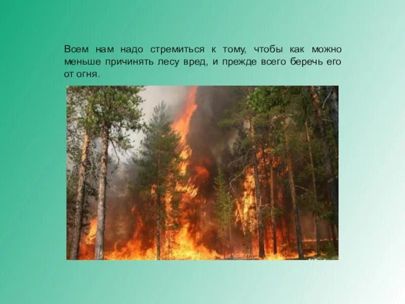 Самая лесная страна в мире. Россия Страна леса. Вред лесу. Человек вредит лесу. Охрана лесов государство вами.