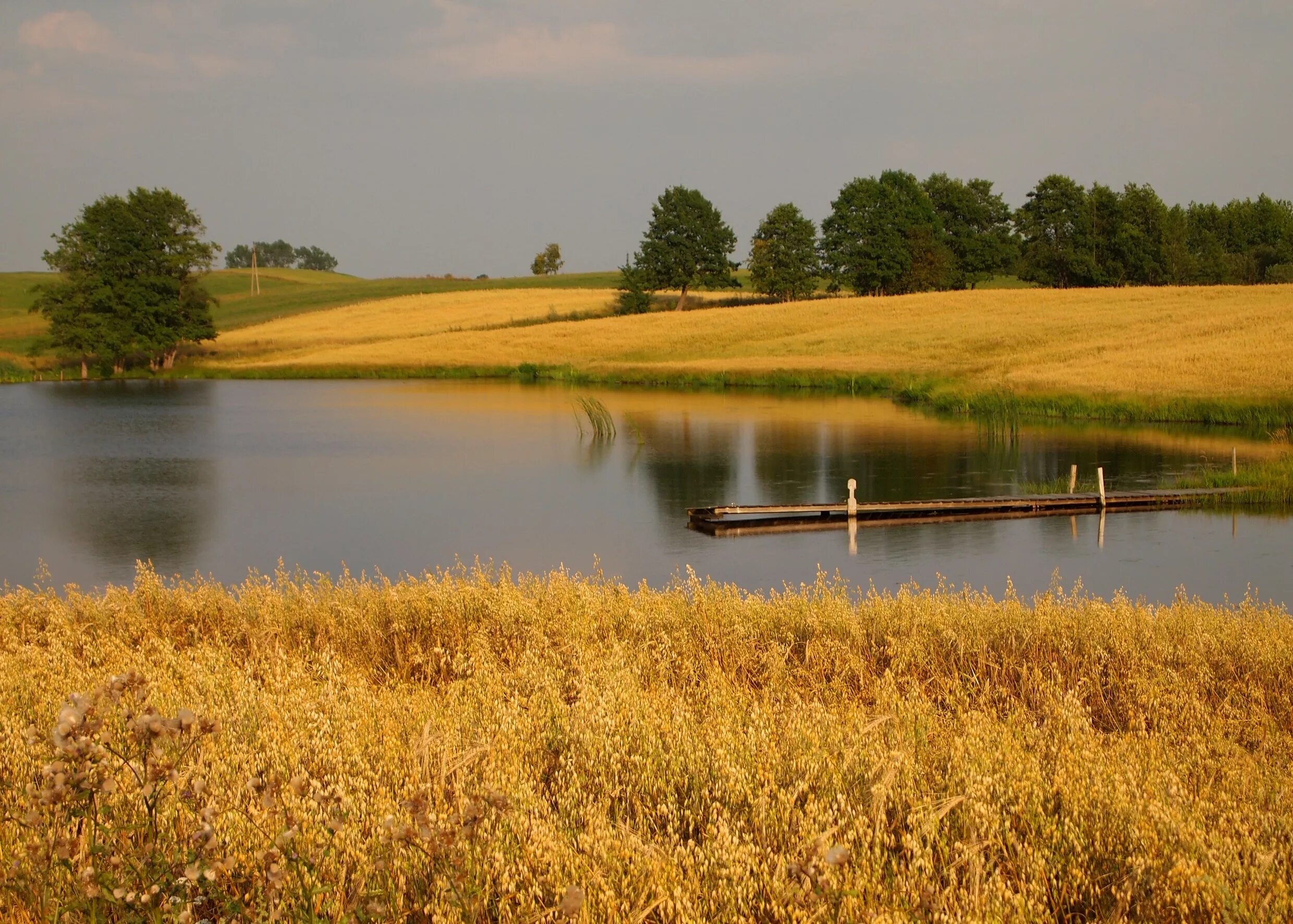 Среди лугов среди полей. Озеро посреди поля. Пруд в поле. Природа пруд. Озеро среди полей.