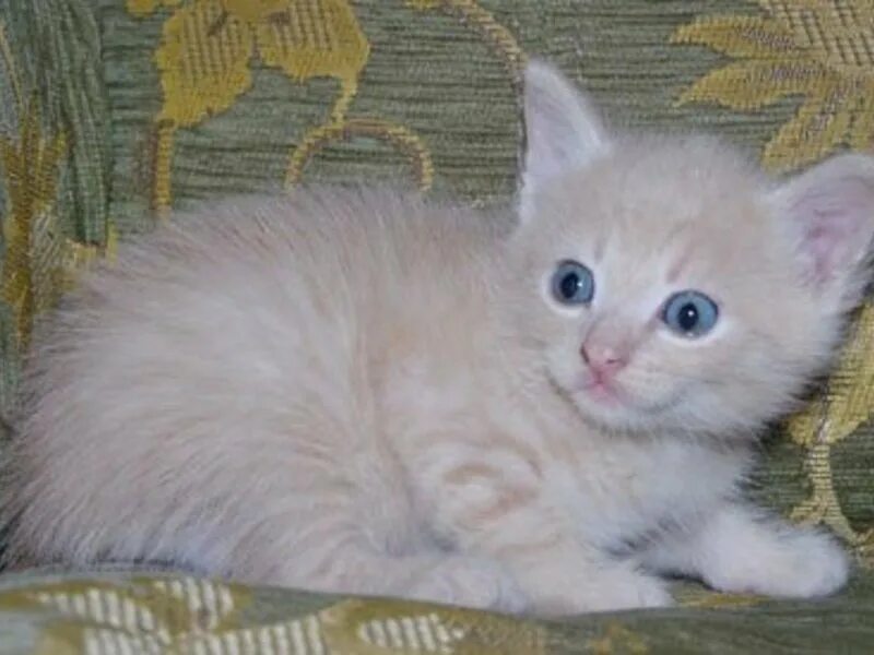 авито ставрополь котята в добрые руки