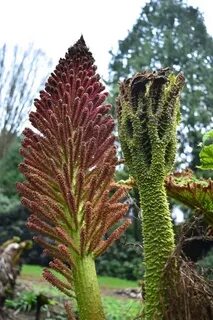 Rare plants