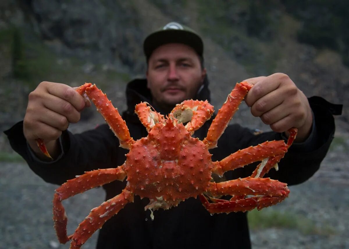 Краб Дальневосточный Камчатский. Камчатский Королевский краб. Дальневосточный краб Стригун. Аляскинский Камчатский краб. Королевский краб цена