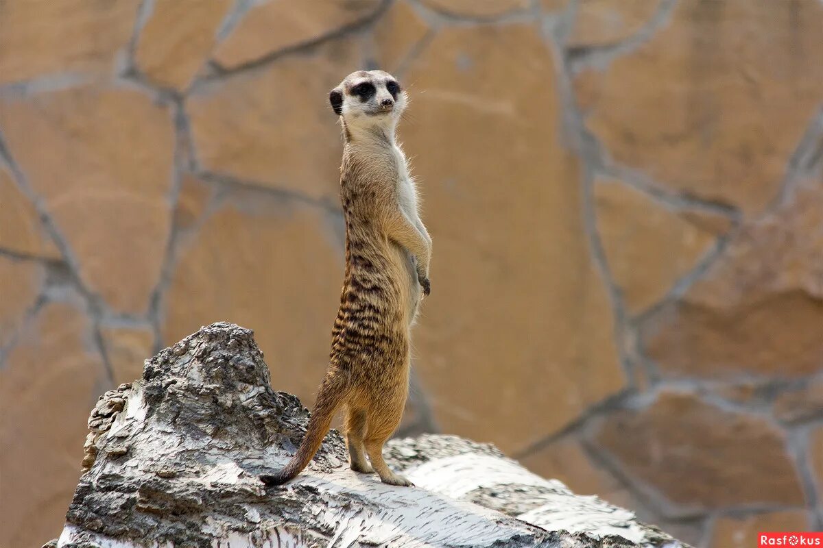 Животные пустыни сурикаты. Четырехпалые сурикаты. Почему сурикаты. Мадагаскарский сурикат. Сурикат обыкновенный.