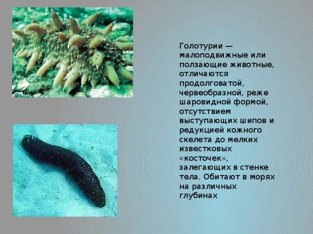 Как выглядят рыбы голотурия и сепия