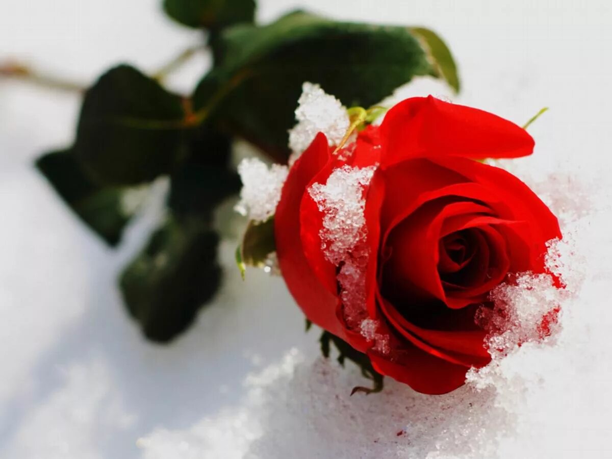 Красные цветы зимние розы. Роза на снегу в 3 d.