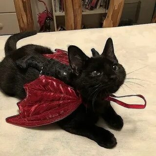 3 кота готы
