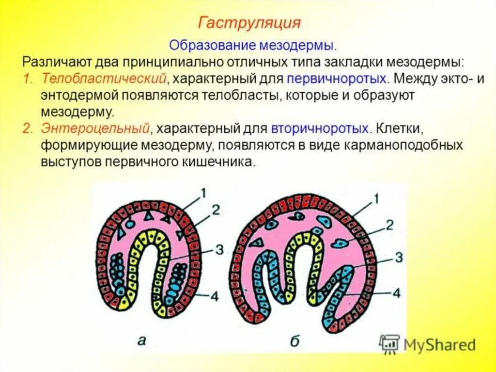 Мезодерма какая система. Гаструляция образование мезодермы. Типы образования мезодермы. Энтероцельный способ образования мезодермы. Энтероцельный Тип закладки мезодермы.