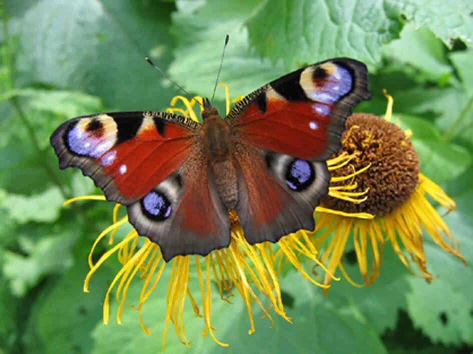 Бабочки фото окружающий мир 1 класс. Бабочки чудо природы. Бабочки вокруг. Бабочки вокруг нас. Чудесный мир природы бабочка.
