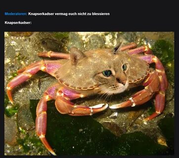 Крабики котики