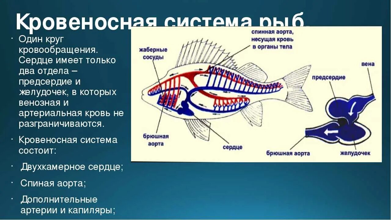 Функции отделов рыб. Строение кровеносной системы рыб. Кровеносная система РЦБ. Кровеносная дыхательная нервная система рыб. Центр регуляции кровообращения у рыб.