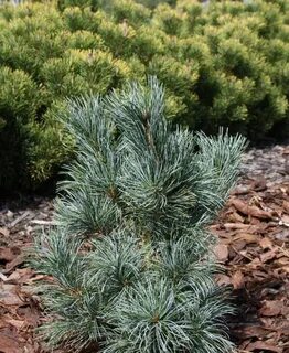 Blu pine