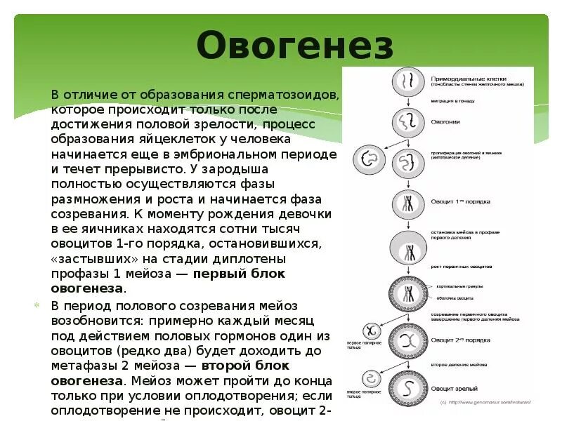 Где происходит образование яйцеклеток. Фаза роста овогенеза. Гаметогенез сперматогенез овогенез. Фазе созревания в овогенезе у человека. Схема овогенеза анатомия.