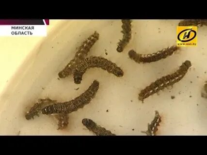 Завелись гусеницы
