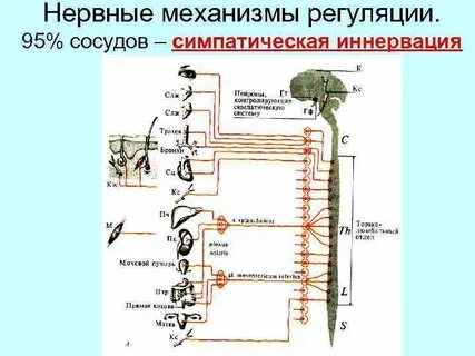 Симпатическая система сосуды
