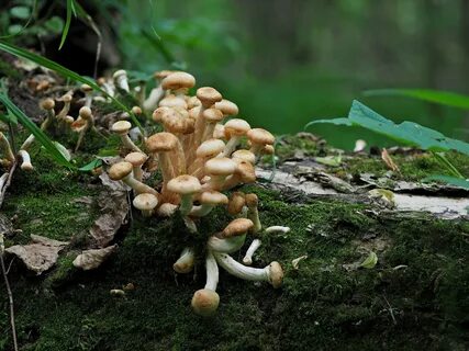 Сон собирать грибы опята к чему снится