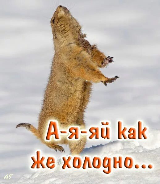 Холодно холодно но ничего. Открытка очень холодно. открытка не мерзни. открытки замерз. открытка холодновато.
