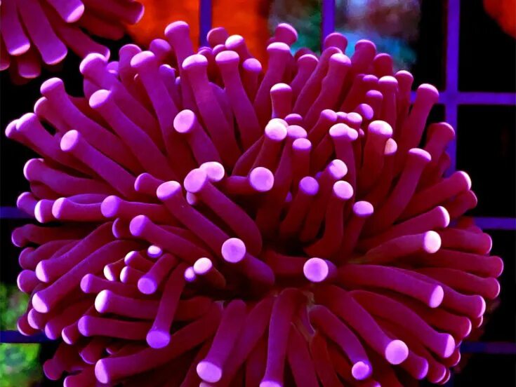 Эуфилия биколор. Эуфилия лягушачья икра зеленая. Эуфилия торч. Эуфилия коралл. Плерогира коралл.