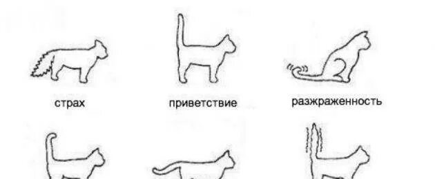 Силуэт кота. Знаки кота хвостом. Значок "кошка". Кошачий язык картинки. Символ кота.