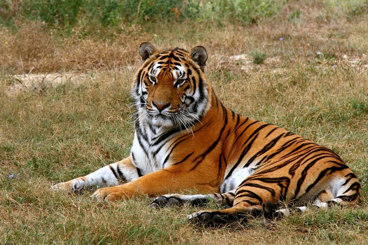 Южно-китайский тигр. Амурский тигр в китае. Panthera tigris amoyensis. Индокитайский тигр вес. Tiger китай.