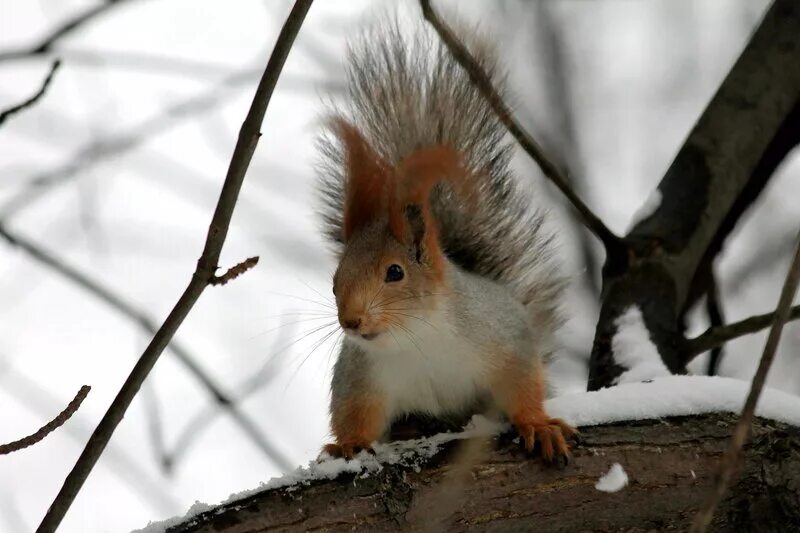Кормить белок. Что можно белкам зимой. Что можно белкам зимой. Кормушка для белок. Можно кормить белок.