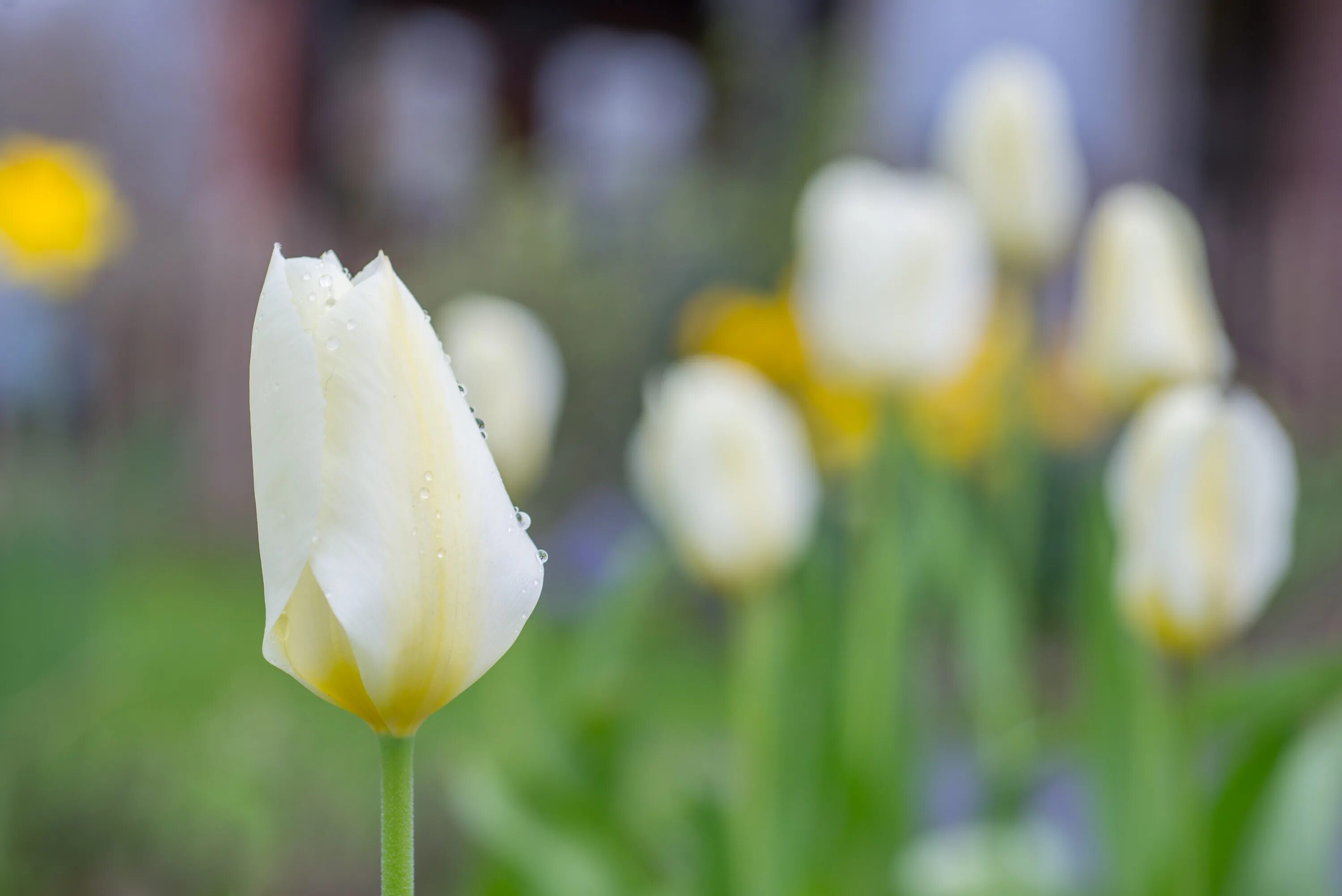 White tulip