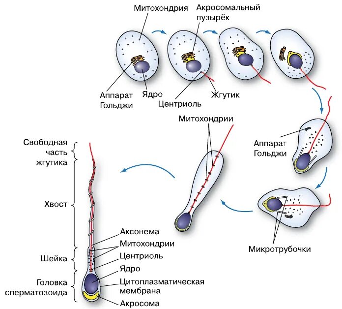 Сперматогенез у мужчин происходит. Строение спермия гистология. Сперматогенез и строение спермиев. Строение спермиев у сельскохозяйственных животных. Схема развития сперматозоидов.