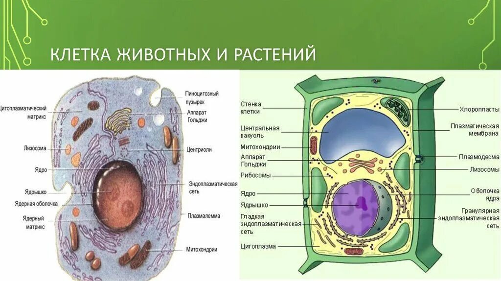 Сравнение растительной и животной клетки рисунок. Растительная и животная клетка рисунок. Растительная клетка и животная клетка с обозначениями. Изображение растительной и животной клетки. Клетки растительного происхождения