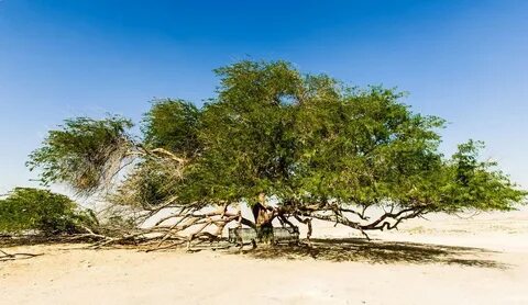 Lives tree