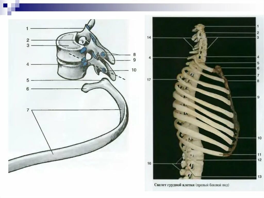 Грудная клетка скелет вид с боку. Реберные позвонки. Крепление ребер к позвоночнику. Строение позвоночника с ребрами.