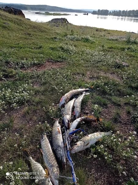 Погода на аргазях. Рыбалка на Аргазях. Большая щука Аргази. Ловля налима зимой на озере Аргази. Рыбалка Аргази декабрь 20022.